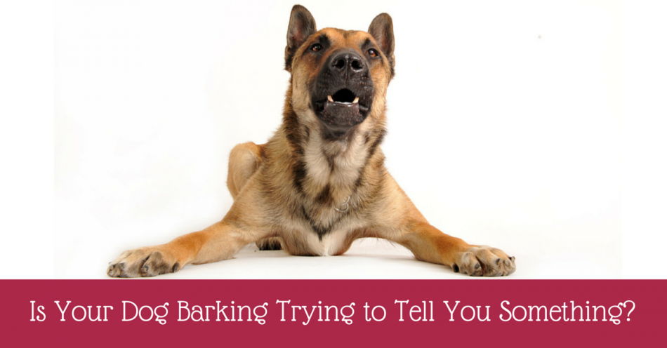 Stop your dog barking blog