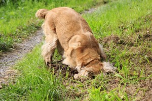 stop your dog digging
